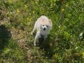 Çok Şirin 5 Aylık Tüm Aşıları Bitmiş Pomerian