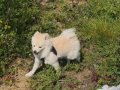 Çok Şirin 5 Aylık Tüm Aşıları Bitmiş Pomerian