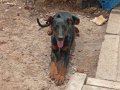 5 Aylık Safkan Doberman