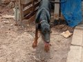 5 Aylık Safkan Doberman