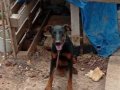 5 Aylık Safkan Doberman