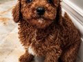 Aşılı Red Brown Erkek Toy Poodle Yavrusu
