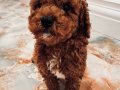 Aşılı Red Brown Erkek Toy Poodle Yavrusu