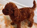 Aşılı Red Brown Erkek Toy Poodle Yavrusu