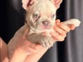 French Bulldog Yavrusu 