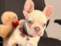 French Bulldog Yavrusu 