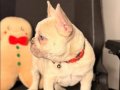 French Bulldog Yavrusu 