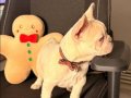 French Bulldog Yavrusu 