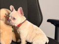 French Bulldog Yavrusu 