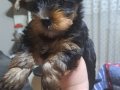 Micro yorkshire terier yavrular