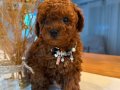 Toy Poodle