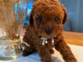 Toy Poodle
