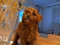 Toy Poodle