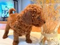 Toy Poodle