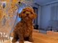 Toy Poodle