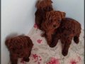 Ev Sıcaklığında Büyümüş Toy Poodle Yavrusu