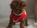 Ev Sıcaklığında Büyümüş Toy Poodle Yavrusu