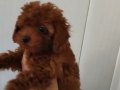 Ev Sıcaklığında Büyümüş Toy Poodle Yavrusu