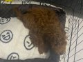 5 Aylık Toy Poodle Yavrusu