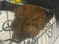 5 Aylık Toy Poodle Yavrusu