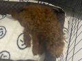 5 Aylık Toy Poodle Yavrusu