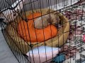 5 Aylık Toy Poodle