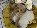 5 Aylık Toy Poodle