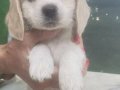 King Cavalier charles spaniel 