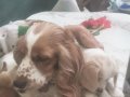 King Cavalier charles spaniel 