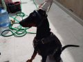 6 Yaşında Doberman Marla 