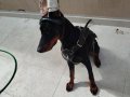 6 Yaşında Doberman Marla 
