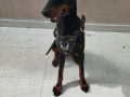 6 Yaşında Doberman Marla 