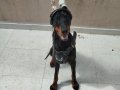 6 Yaşında Doberman Marla 