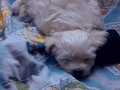 3 Aylık Maltese Terrier Yavrusu 