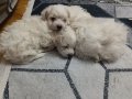 3 Aylık Maltese Terrier Yavrusu 