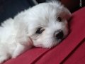 3 Aylık Maltese Terrier Yavrusu 
