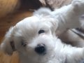3 Aylık Maltese Terrier Yavrusu 