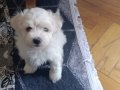 3 Aylık Maltese Terrier Yavrusu 