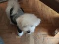 Maltese terrier yavrum