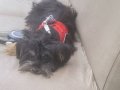 1 Yaşında Bakımlı Yorkshire Terrier