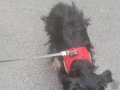 1 Yaşında Bakımlı Yorkshire Terrier