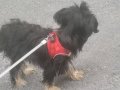 1 Yaşında Bakımlı Yorkshire Terrier
