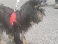 1 Yaşında Bakımlı Yorkshire Terrier