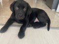 2 Aylık Siyah Erkek Labrador Aile Sıcaklığına Hazır