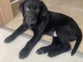2 Aylık Siyah Erkek Labrador Aile Sıcaklığına Hazır