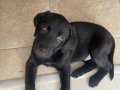 2 Aylık Siyah Erkek Labrador Aile Sıcaklığına Hazır
