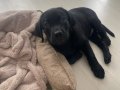 2 Aylık Siyah Erkek Labrador Aile Sıcaklığına Hazır
