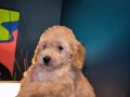 Evde Büyümüş, Aşılı & Ped Eğitimli 2 Aylık Toy Poodle 