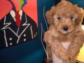 Evde Büyümüş, Aşılı & Ped Eğitimli 2 Aylık Toy Poodle 