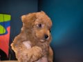 Evde Büyümüş, Aşılı & Ped Eğitimli 2 Aylık Toy Poodle 